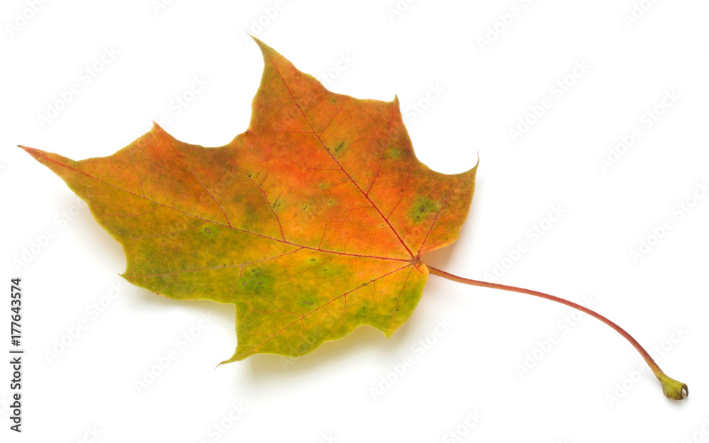 Fototapeta premium colorful autumn maple leaf isolated on white