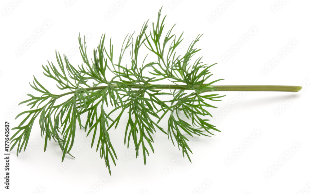 Close up shot of branch of fresh green dill herb leaves isolated on white background Close up shot of branch of fresh green dill herb leaves isolated on white background