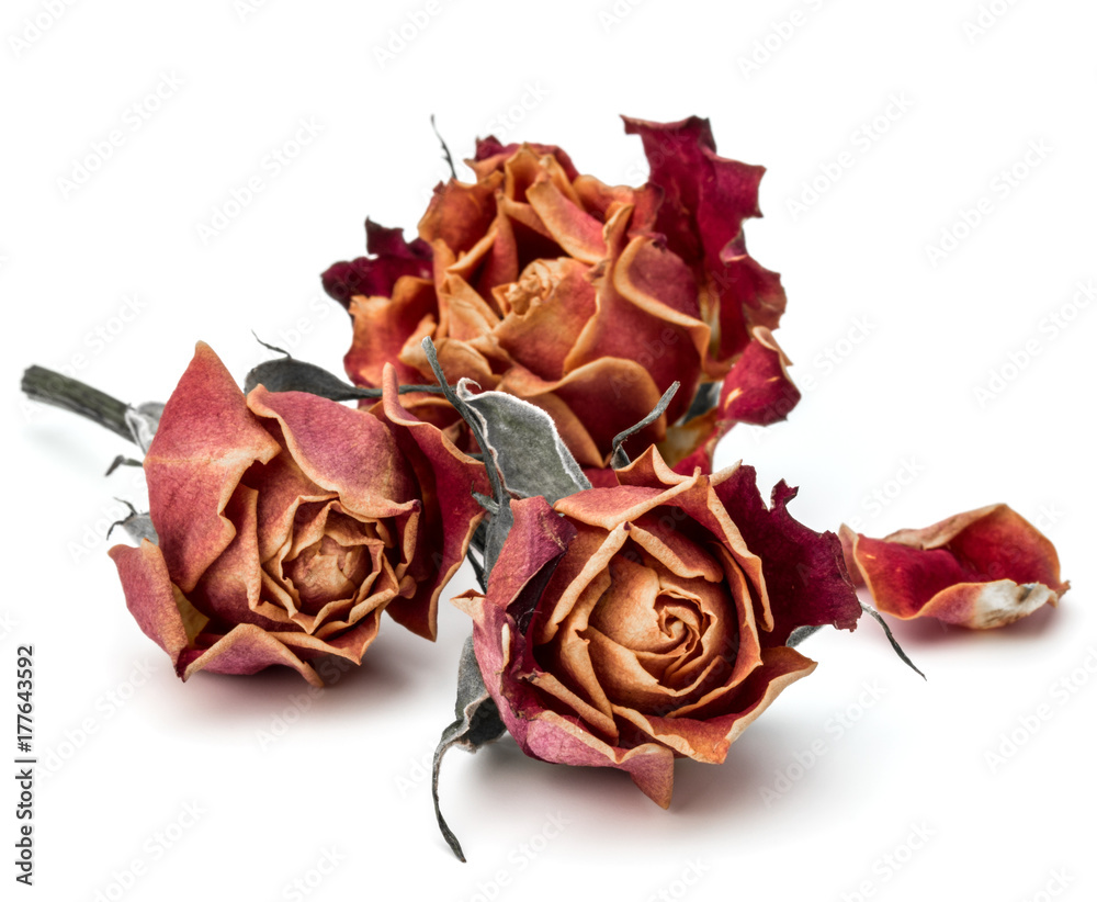 Naklejka premium dried rose flower head isolated on white background cutout