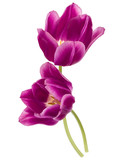 Two lilac tulip flowers isolated on white background cutout