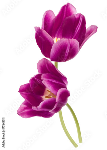 Two lilac tulip flowers isolated on white background cutout