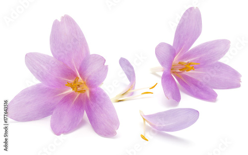 lilac crocus flowers isolated on white background