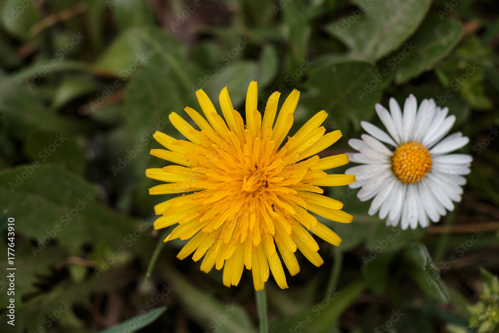 fiore giallo fiore giallo