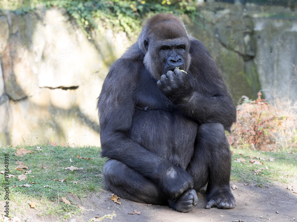 adult seated female Western Lowland Gorilla, Gorilla gorilla gorilla