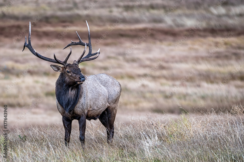 A Large Bull Elk
