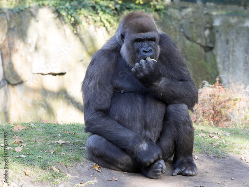 Fototapeta adult seated female Western Lowland Gorilla, Gorilla gorilla gorilla