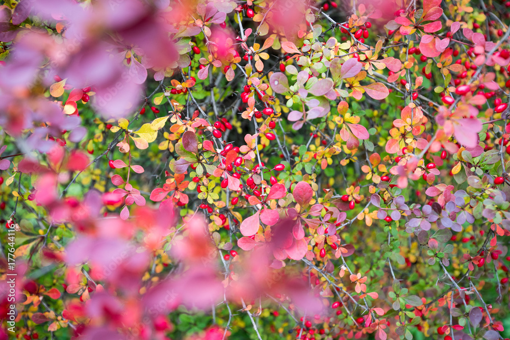 Autumn leaves background in selective focus. Red, orange and yellow dry leaves. Autumn leaves background in selective focus. Red, orange and yellow dry leaves.