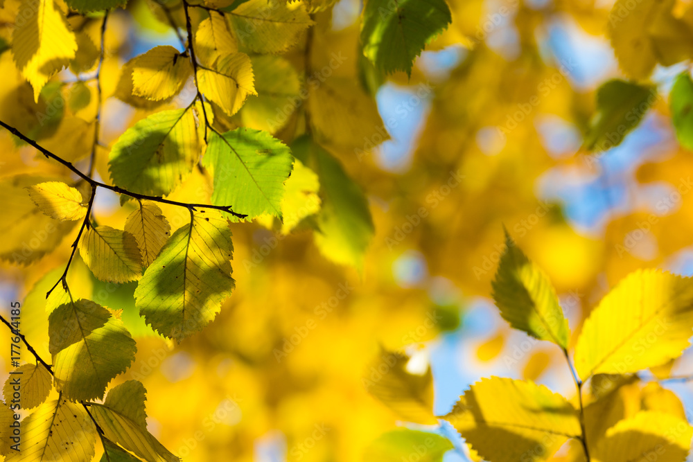 Autumn leaves background in selective focus. Red, orange and yellow dry leaves. Autumn leaves background in selective focus. Red, orange and yellow dry leaves.