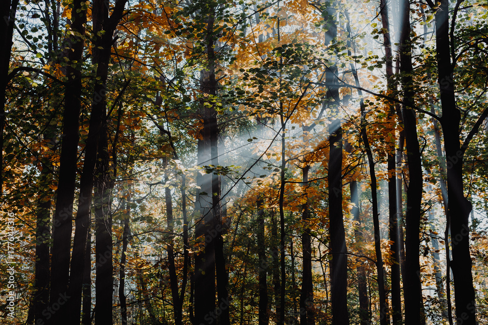 Fototapeta premium Autumn leaves background in selective focus. Red, orange and yellow dry leaves.