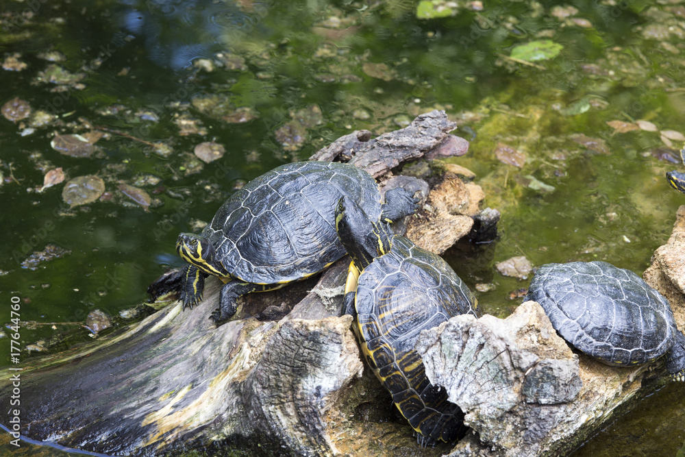 Water turtles in Italy at a park Water turtles in Italy at a park
