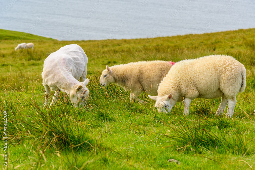 Livestock grazes in a field in Scotland Livestock grazes in a field in Scotland