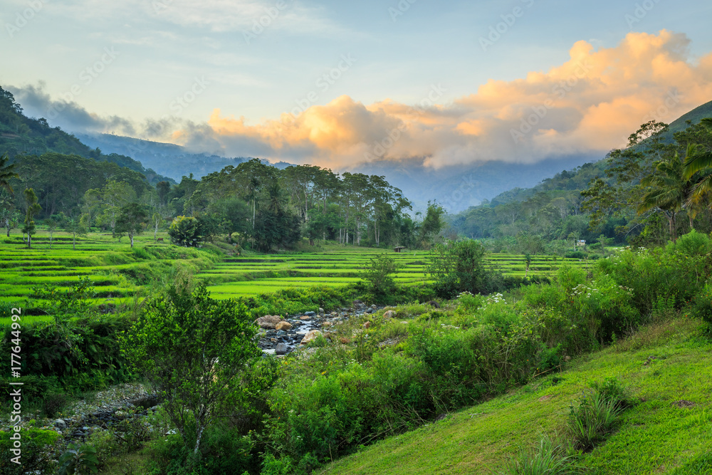 Beautiful green rice terraces at sunset Beautiful green rice terraces at sunset
