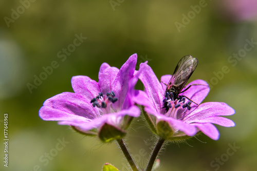 fiore da campo. fiore lilla