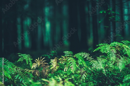Forest Ferns Closeup
