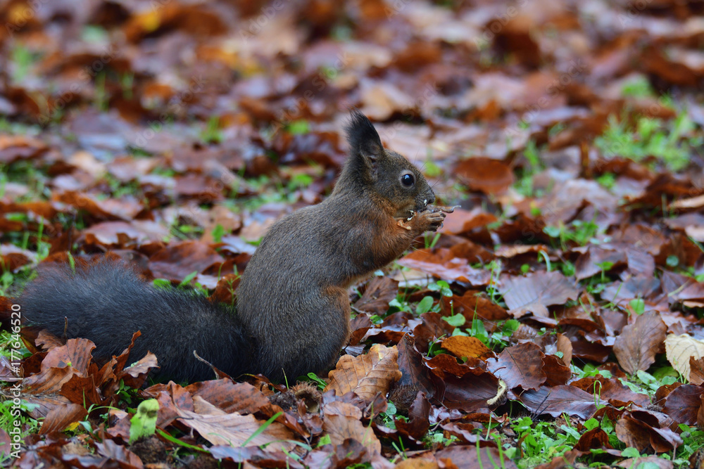 squirrel sciurine crawly on the trees squirrel sciurine crawly on the trees