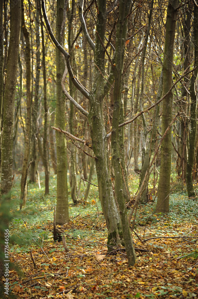 Obraz premium Autumn in the forest