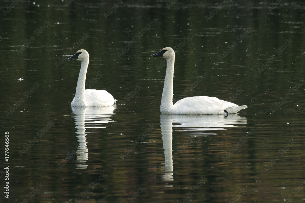 Fototapeta premium Trumpeter Swans reflected in pond along Denali Highway, Alaska