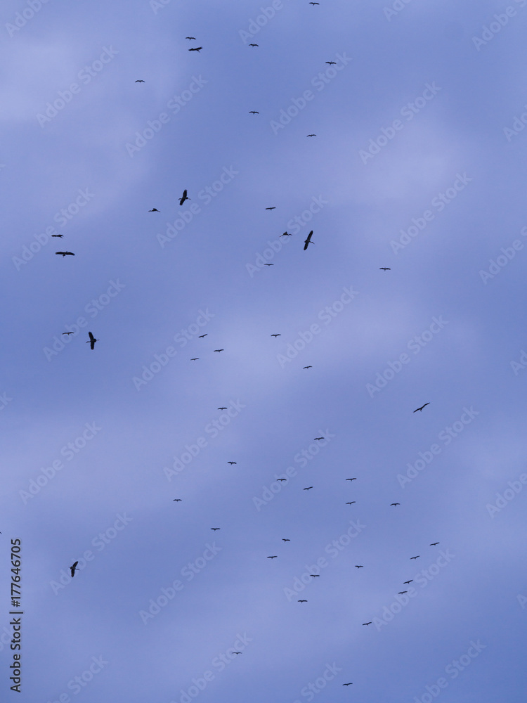 The Flocks of Open-billed Stork Birds Flying