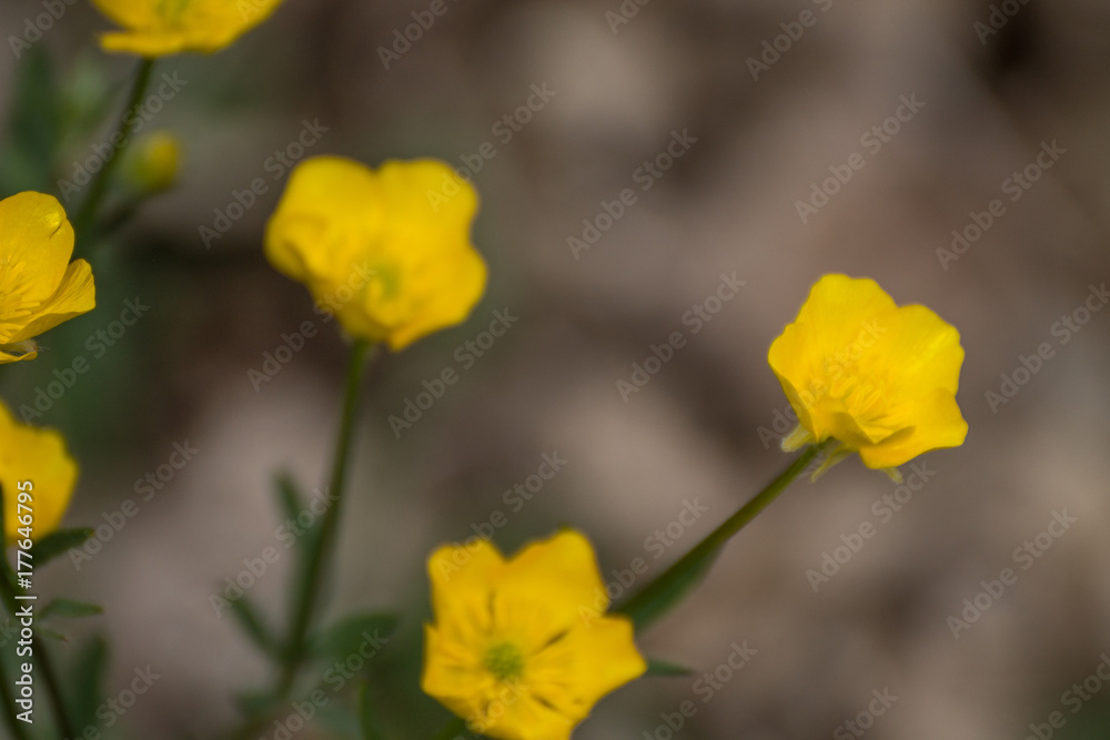 fiore giallo fiore giallo
