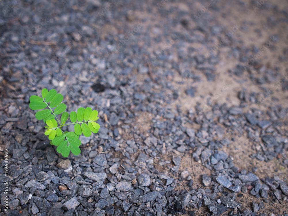 The Lonely Unwanted Flora The Lonely Unwanted Flora