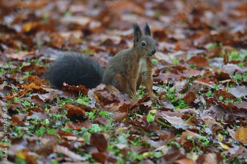 squirrel sciurine crawly on the trees