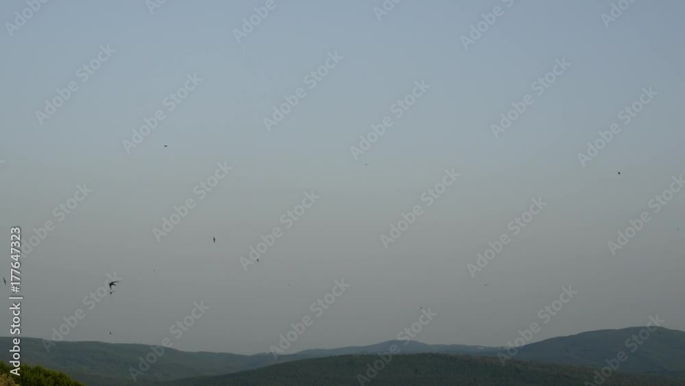 Volo di rondini nel cielo in Toscana Volo di rondini nel cielo in Toscana