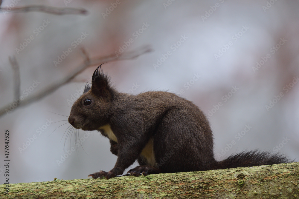 squirrel sciurine crawly on the trees squirrel sciurine crawly on the trees