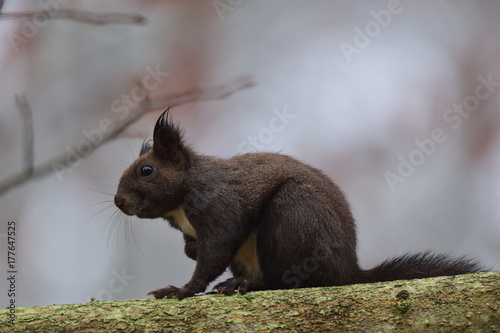 squirrel sciurine crawly on the trees © Pavol Klimek