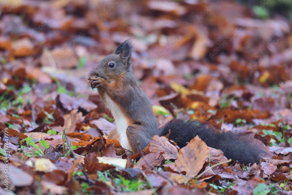 squirrel sciurine crawly on the trees squirrel sciurine crawly on the trees