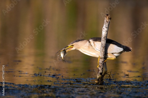 Little bittern holds on to a stick with a big fish in its beak. photo