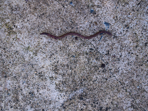 Earthworm Crawling Linear Shrug © wichatsurin