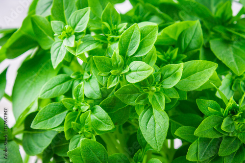A bunch of green lemon basil on a white concrete table against a brick wall background