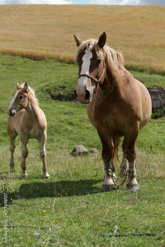 konie latem - klacz i źrebię © agarianna