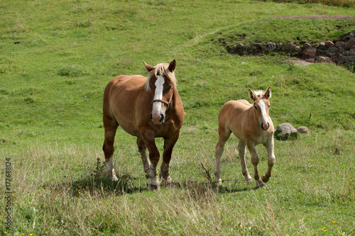 konie latem - klacz i źrebię © agarianna