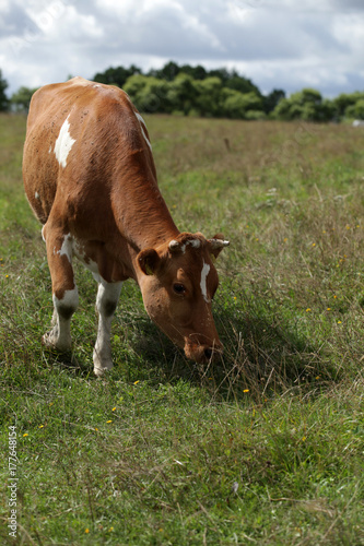 summer - cow on grass © agarianna