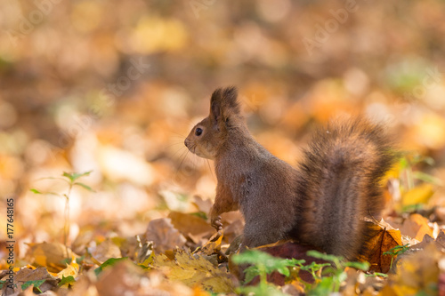 red squirrel on a branch in autumn © alexbush