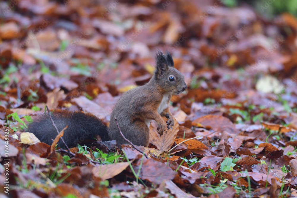 squirrel sciurine crawly on the trees squirrel sciurine crawly on the trees