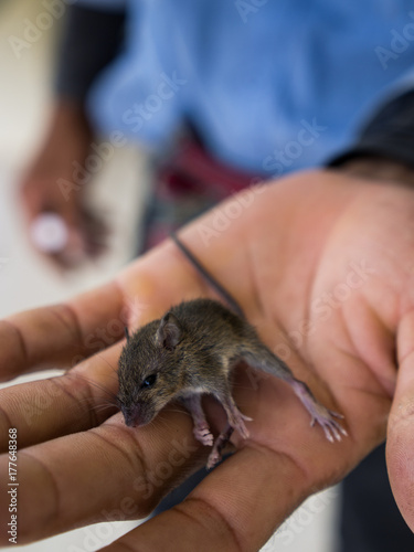Rat is on The Plam of His Hand