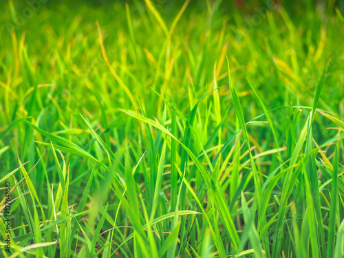 Close up rice field green leaf grass