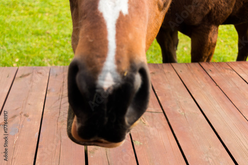 closeup of snout and brown horse with white star on forehead against background of green meadow
