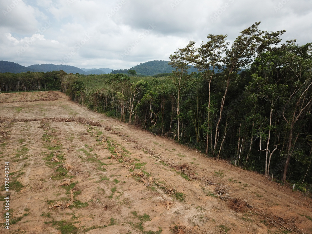Deforestation. Logging. Environmental destruction of rainforest for oil palm plantations Deforestation. Logging. Environmental destruction of rainforest for oil palm plantations