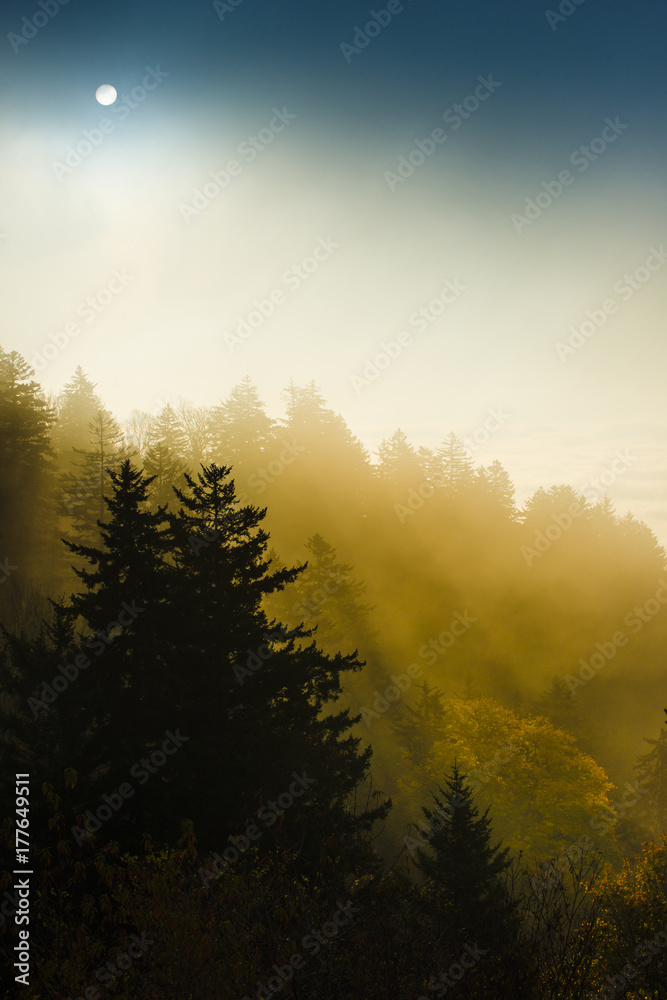 Fototapeta premium Smoky Mountain sunrise rays through tree shadow silhouettes in the misty mountaintop fog above the clouds