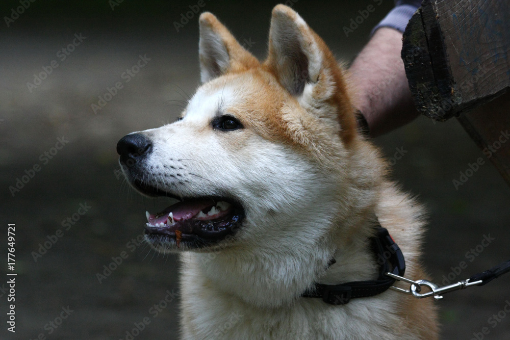 Young dog portrait