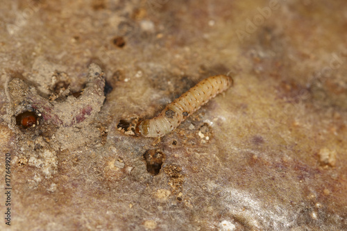 Larvae of Central American potato tuberworm (Guatemalan potato moth) Tecia solanivora (Povolny) on a potato tuber