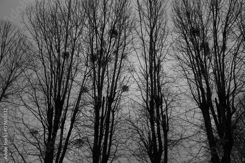 Grim landscape - trees and nests against the background of the night sky photo