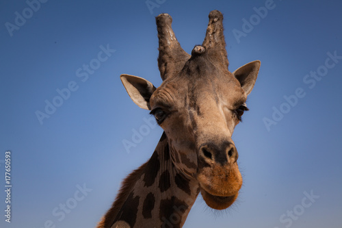 Photography Giraffe