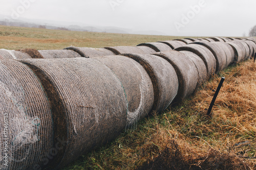 Stranded wheat in field nature background