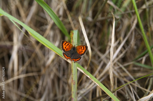 Butterfly in the field