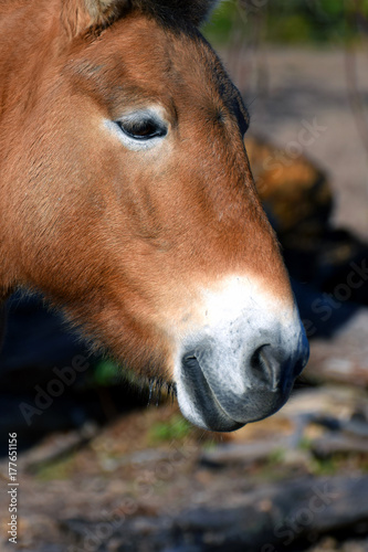 Head close up image of Przewalski's horse. Also know as Asian wild horse and Mongolian wild horse.