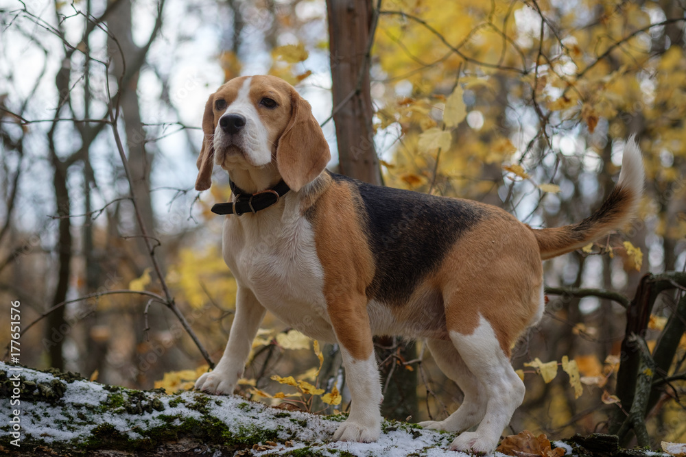 Beagle dog climbed the tree in the forest